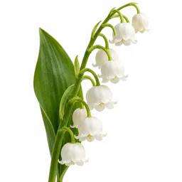 Lily of the Valley