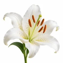 Lily