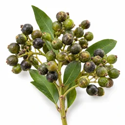 Litsea Cubeba