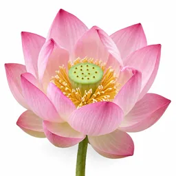 Lotus