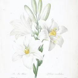 Madonna Lily