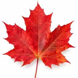 Maple Wood