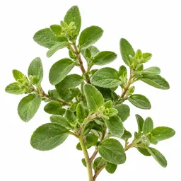 Marjoram
