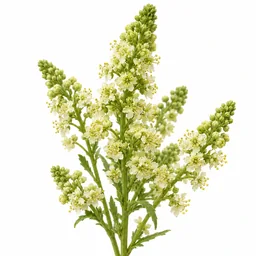 Mignonette