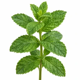 Mint