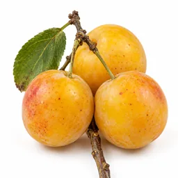 Mirabelle Plum