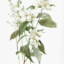 Seringa