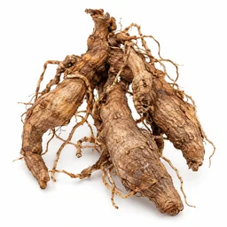 Mondia