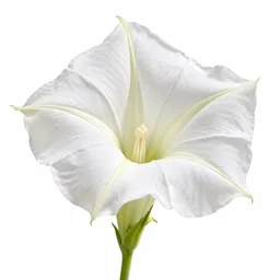 Moonflower