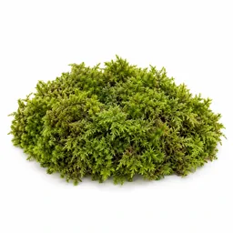 Moss