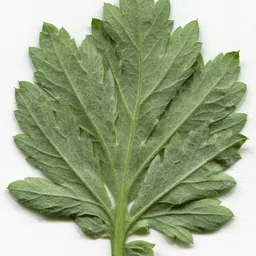 Mugwort