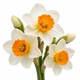 Narcissus