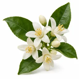 Neroli
