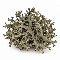 Oakmoss