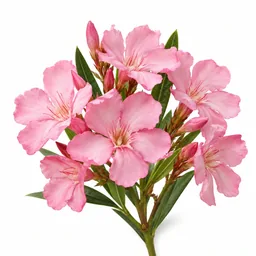 Oleander