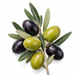 Olive Blossom