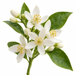 Orange Blossom