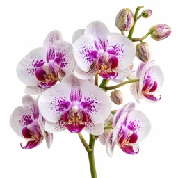 Orchid