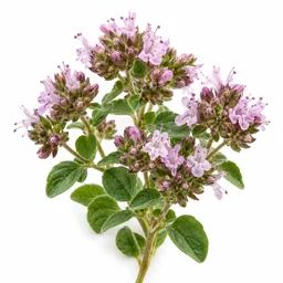 Oregano