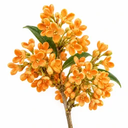 Osmanthus