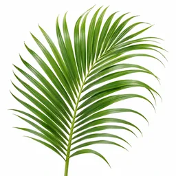 Palm Leaf