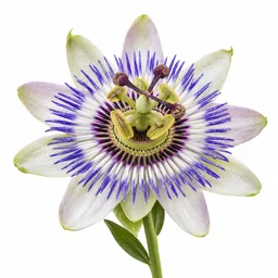 Passion Flower