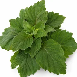 Patchouli