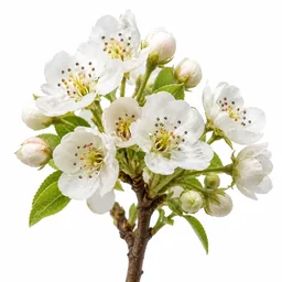 Pear Blossom