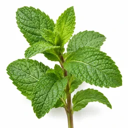 Peppermint