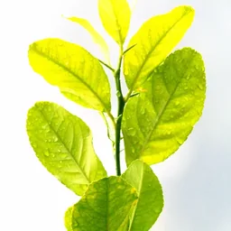 Bitter Orange Leaves