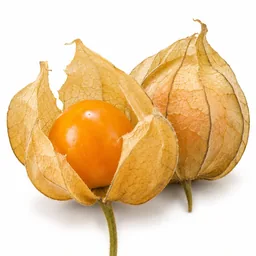 Physalis