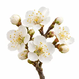 Plum Blossom