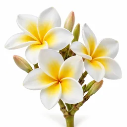 Plumeria