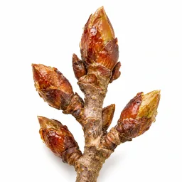 Poplar Buds