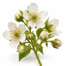 Raspberry Blossom