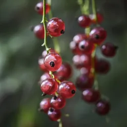 Redcurrant