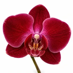 Ruby Orchid