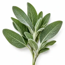 Salvia