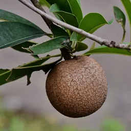 Nesberry