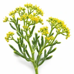 Sea Fennel