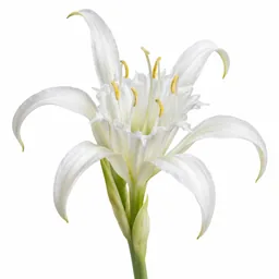 Sea Lily