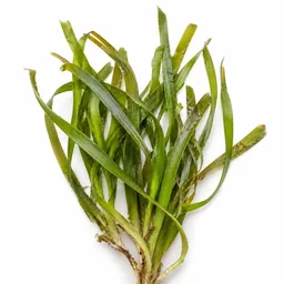 Posidonia