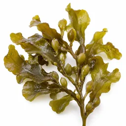 Seaweed