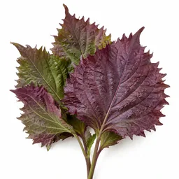 Shiso
