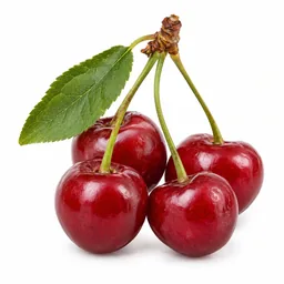 Marasca Cherry