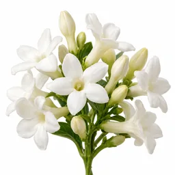 Stephanotis