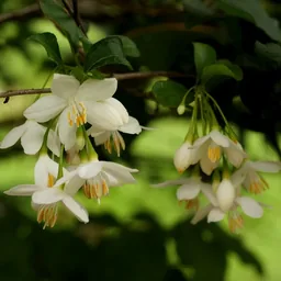 Styrax