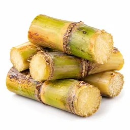 Sugar Cane