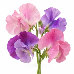 Sweet Pea