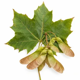 Sycamore